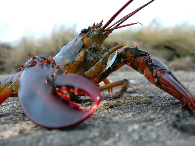 Net Lobster mascot